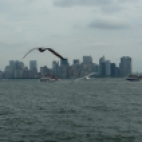 Photo 108 : Seagull travelling to New York
