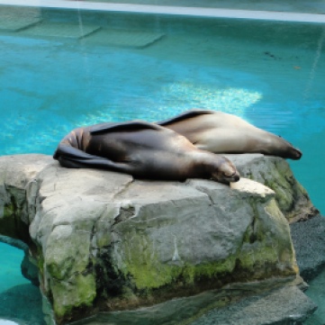 Photo 1 : Seal Washington zoo