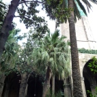 Photo 115 : Palm trees in cathedral