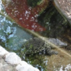 Photo 125 : A croc