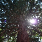 Photo 131 : A tree of art