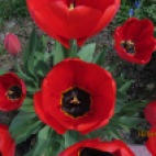 Photo 147 : Tulips in the garden