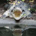 Photo 15 : Crocodile in Washington zoo