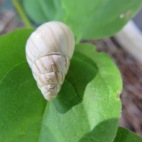 Photo 151 : Cute snail on a leaf
