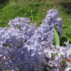 Photo 153 : Colorful lilac