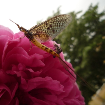 Photo 2 : Butterfly on a rose