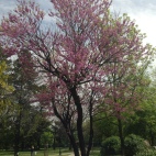 Photo 21 : A tree in blossom