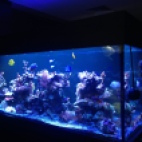 Photo 3 : Aquarium in restaurant Life Pleven