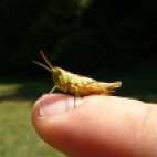 Photo 32 : Grasshopper on a finger