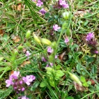 Photo 36 : Thyme in the grass