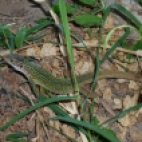Photo 57 : Greeny lizard