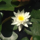Photo 6 : Water-lily