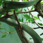 Photo 61 : Green snake in Washington zoo