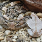 Photo 68 : Poisonous snake in Washington zoo