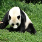 Photo 7 : Giant panda in Washington zoo