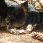 Photo 71 : A yellow snake in Washington zoo