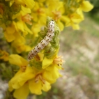Photo 8 : Caterpillar on a flower