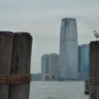 Photo 90 : Seagull in Liberty Island, New York