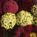 Photo 92 : What a colourful chrysanthemums